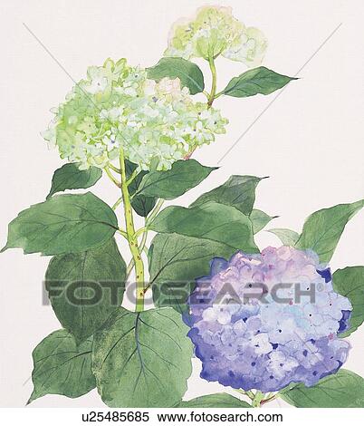 Blue and white hydrangeas, close up View Large Illustration Stock Illustration - Blue and white hydrangeas, close up. Fotosearch