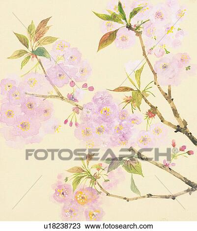 Branch of cherry tree with flowers and buds, close up View Large Illustration Drawing - Branch of cherry tree with flowers and buds, close up. Fotosearch