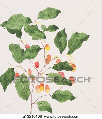 Stock Illustration - Branch of elaeagnus. Fotosearch