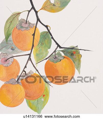 Stock Illustration - Branch of persimmon tree with five fruits, close up. Fotosearch