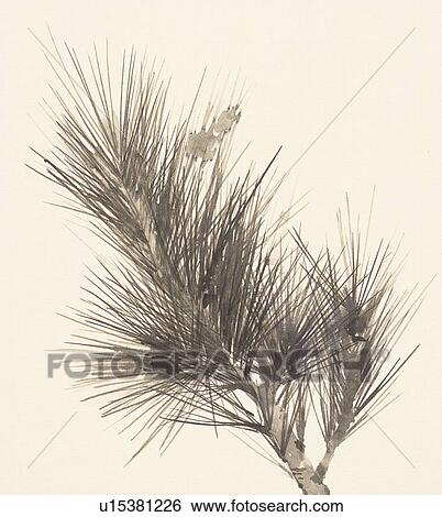Branch of pine tree, close up View Large Illustration Stock Illustration - Branch of pine tree, close up. Fotosearch
