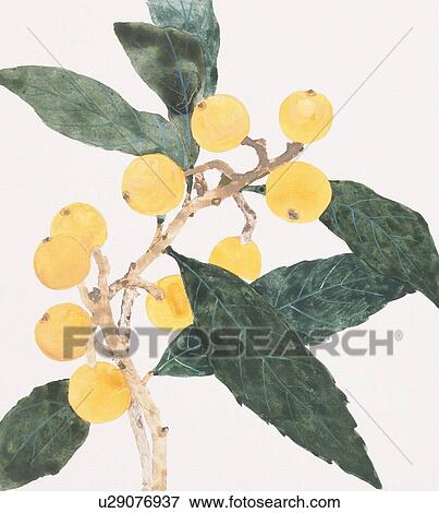 Stock Illustration - Branch with Japanese medlars, close up. Fotosearch