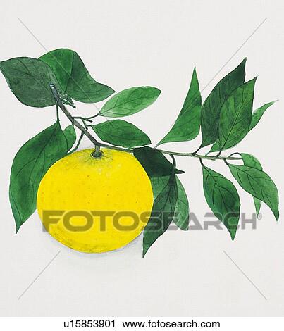 Branch with orange, close up View Large Illustration Clip Art - Branch with orange, close up. Fotosearch