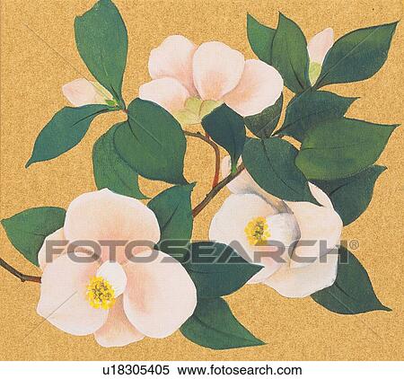Camellia, close up View Large Illustration Stock Illustration - Camellia, close up. Fotosearch