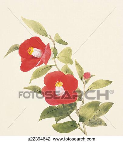 Camellia View Large Illustration Drawing - Camellia. Fotosearch