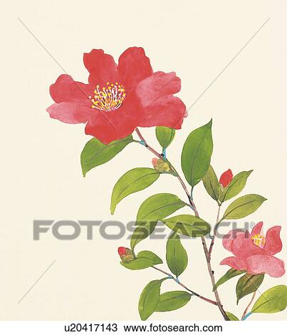 Camellia sasanqua, close up View Large Illustration Drawing - Camellia sasanqua, close up. Fotosearch