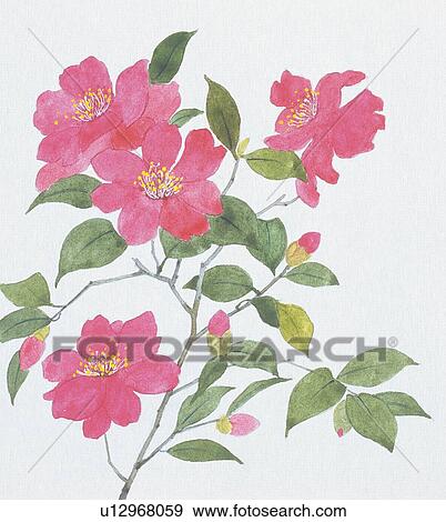 Stock Illustration - Camellia sasanqua, close up. Fotosearch