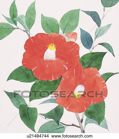 Camellia View Large Illustration Stock Illustration - Camellia. Fotosearch