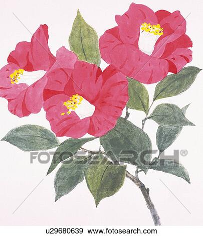 Stock Illustration - Camellia. Fotosearch
