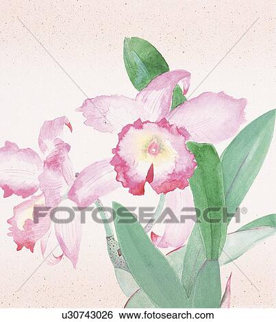 Stock Illustration - Cattleya, close up. Fotosearch