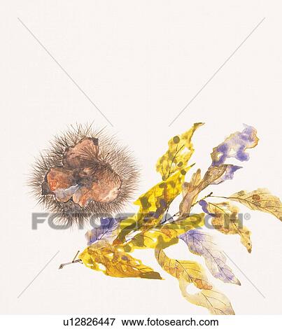 Chestnuts in a bowl and branch with wormhole leaves View Large Illustration Stock Illustration - Chestnuts in a bowl and branch with wormhole leaves. Fotosearch