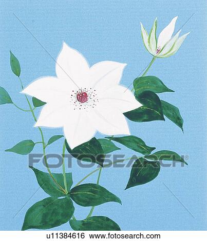Close up of clematis, high angle view View Large Illustration Stock Illustration - Close up of clematis, high angle view. Fotosearch