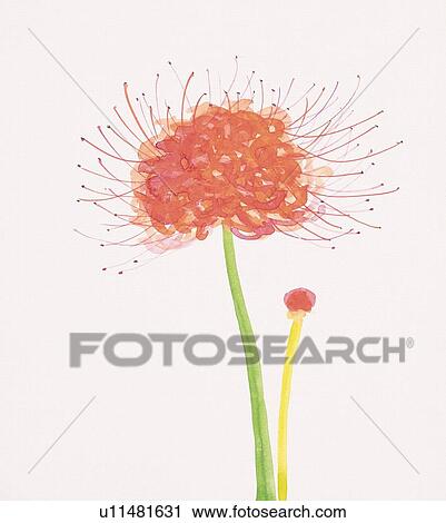 Clip Art - Close up of cluster-amaryllis, side view. Fotosearch