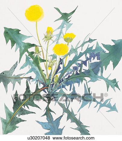 Stock Illustration - Close up of dandelion, high angle view. Fotosearch