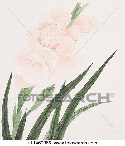 Stock Illustration - Close up of gladiolus . Fotosearch
