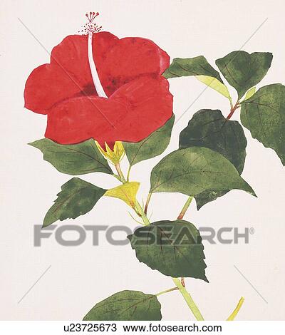 Close up of hibiscus View Large Illustration Drawing - Close up of hibiscus. Fotosearch