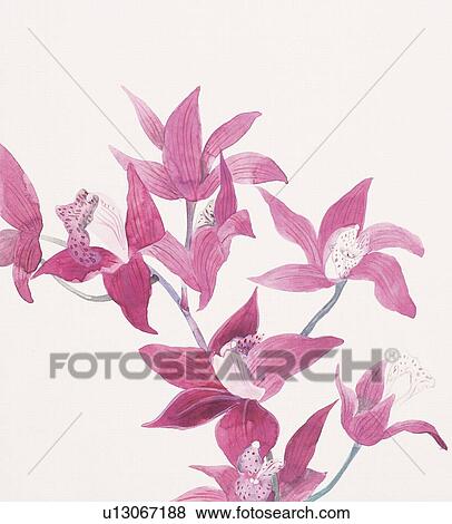 Close up of orchid in purple View Large Illustration Stock Illustration - Close up of orchid in purple. Fotosearch