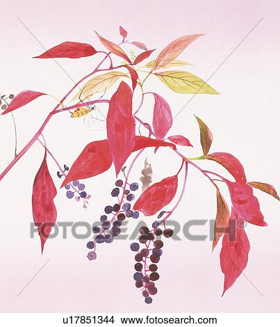 Stock Illustration - Close up of pokeweed. Fotosearch
