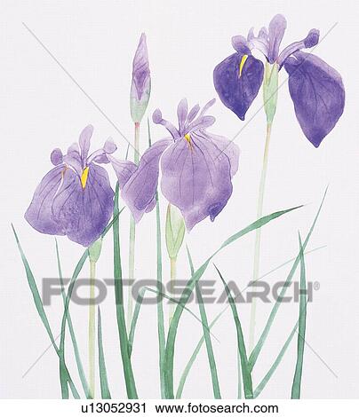 Close up of purple iris View Large Illustration Clip Art - Close up of purple iris. Fotosearch