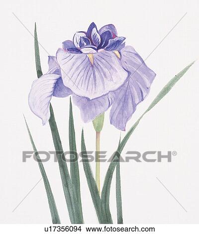 Stock Illustration - Close up of purple iris. Fotosearch