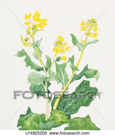 Stock Illustration - Close up of rape blossoms . Fotosearch