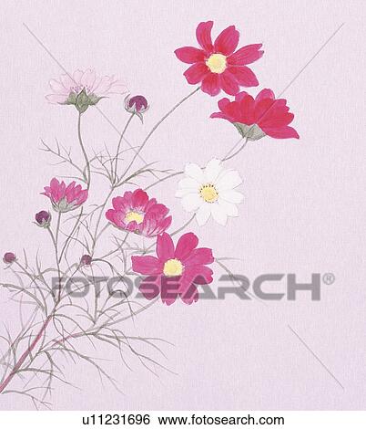 Stock Illustration - Cosmos, close up. Fotosearch
