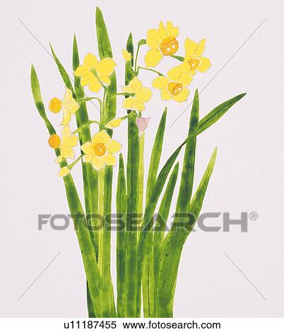 Stock Illustration - Daffodil, close up. Fotosearch