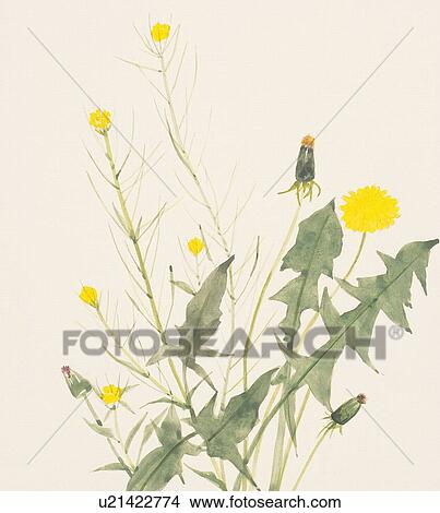 Dandelion and buds, close up View Large Illustration Stock Illustration - Dandelion and buds, close up. Fotosearch