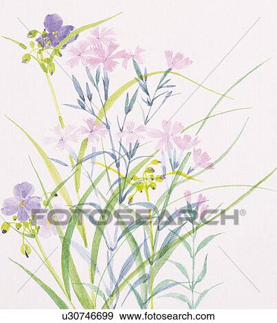 Dayflower and dianthus View Large Illustration Stock Illustration - Dayflower and dianthus. Fotosearch