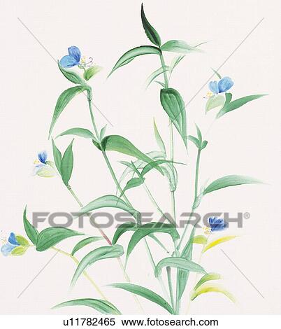 Dayflower View Large Illustration Stock Illustration - Dayflower. Fotosearch