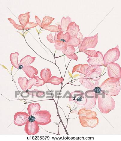 Stock Illustration - Dogwood blossoms, close up. Fotosearch