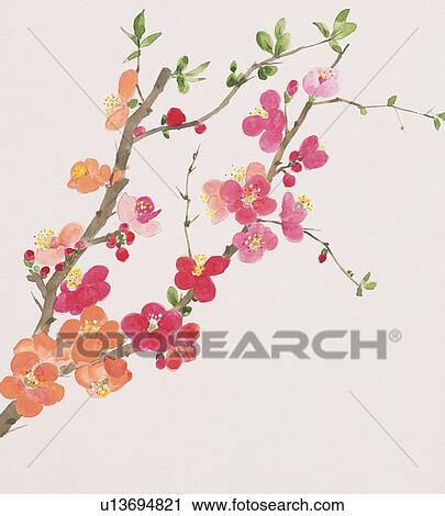 Elagazik Kozul Japan Birsalma Noha Rozsaszinu Virag Clip Art U13694821 Fotosearch