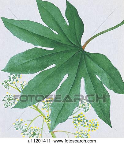 Fatsia leaf, close up View Large Illustration Clip Art - Fatsia leaf, close up. Fotosearch