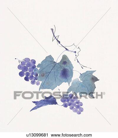 Clip Art - Grape and leaves. Fotosearch