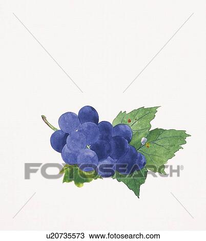 Drawing - Grape on leaves. Fotosearch