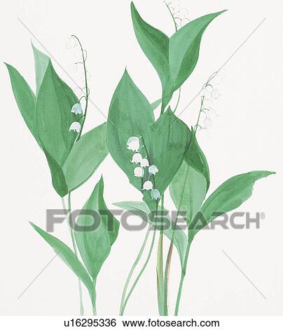 Lily bells, high angle view View Large Illustration Stock Illustration - Lily bells, high angle view. Fotosearch