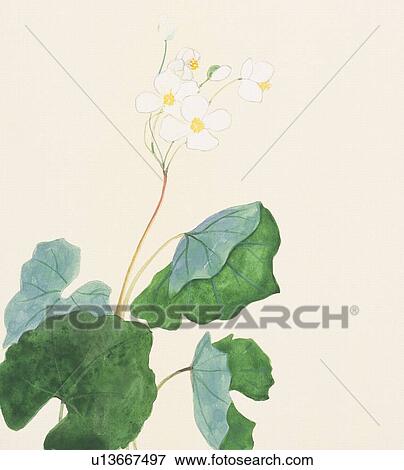 Stock Illustration - Little white flower. Fotosearch