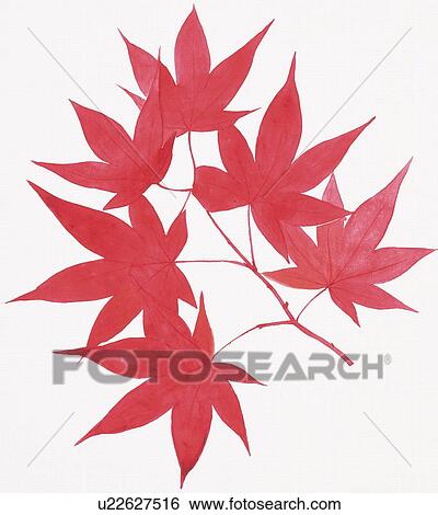 Stock Illustration - Maple leaves in red, close up. Fotosearch