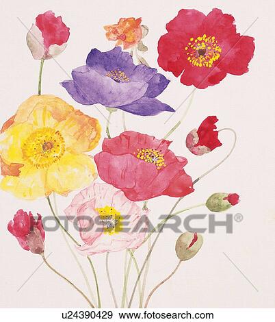 Stock Illustration - Multi colored poppies, close up. Fotosearch