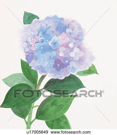 multihued hydrangea, close up View Large Illustration Stock Illustration - multihued hydrangea, close up. Fotosearch
