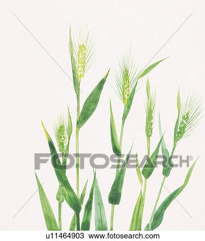 Drawing - Oat plants. Fotosearch