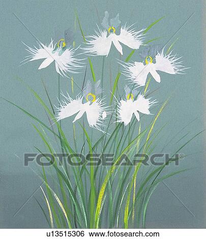 Stock Illustration - Perennial aster, close up. Fotosearch