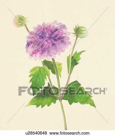 Stock Illustration - Purple dahlia and buds, close up. Fotosearch