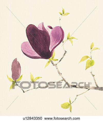 Clipart - Purple magnolia branch with bud. Fotosearch