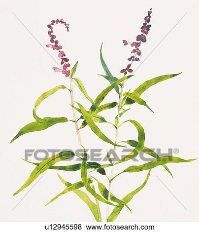 Stock Illustration - Purple sage, front view. Fotosearch