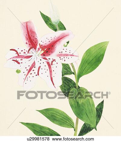 Stock Illustration - Single lily. Fotosearch