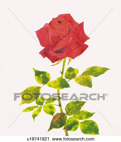 Single red rose, close up View Large Illustration Clip Art - Single red rose, close up. Fotosearch