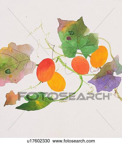 Clipart - Snake gourd, close up. Fotosearch