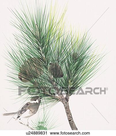 Clip Art - Sparrow perching on branch of pine tree. Fotosearch
