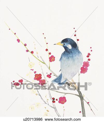 Stock Illustration - Thrush perching on branch of plum tree. Fotosearch